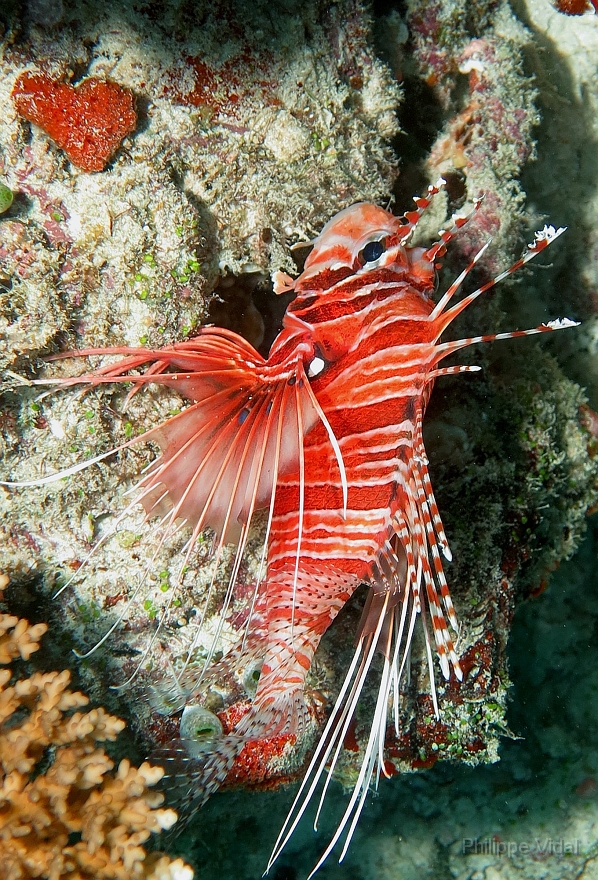 Velidhu - 2013_03_11 - IMG_0531r_Laffe cornu ou poisson diale ou pterois a antennes - Pterois antennata_Kuda reef_Plongee.jpg